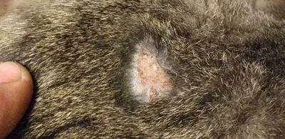 Грибковые заболевания кожи у кошек фото фото