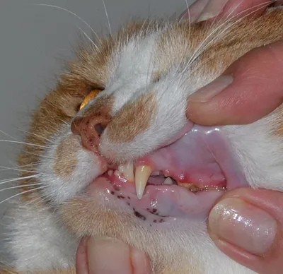 Грибковые заболевания и клещи у кошек