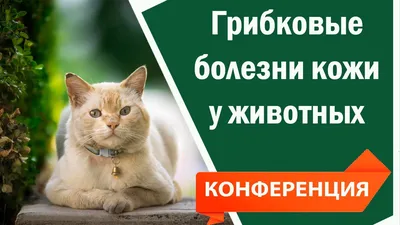 Болезни кошек: симптомы, лечение, профилактика