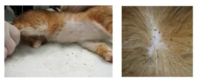 Лишай у кошек и котов - симптомы и лечение: шампуни, мазь, уколы и таблетки