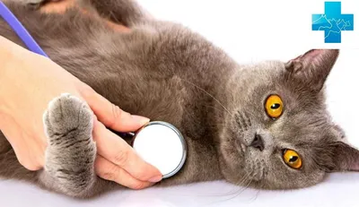 Зоохелп - Грибковые инфекции у кошек. Грибками называют... | Facebook