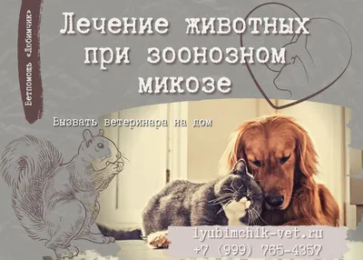 Дерматомикоз у кошек (стригущий лишай) | ВКонтакте