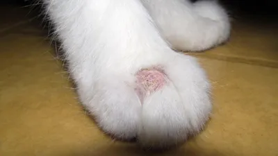 Комплекс эозинофильной гранулемы кошек | Ветеринарная клиника доктора Шубина