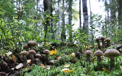 Поляна белых грибов в лесу (50 фото) - 50 фото