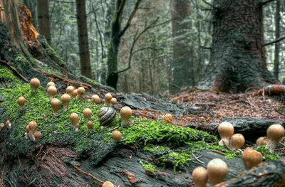 Поляна грибов (51 фото) - 51 фото