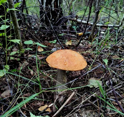 Грибная поляна на участке: собирать грибы, не выходя в лес | ХозБлог | Дзен