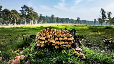 Поляна с грибами - фото и картинки: 89 штук