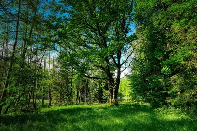 Грибная поляна в смешанном лесу 3d…» — создано в Шедевруме