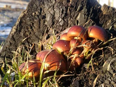 Около новокузнецкого СибГИУ выросли грибы (ФОТО) - Новости Новокузнецка.  Кемеровская область, Кузбасс.