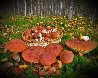 Полянка с грибами (66 фото) - 66 фото