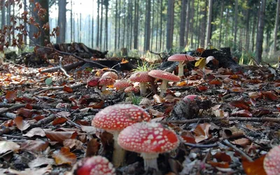 Поляна с грибами (Много фото!) - treepics.ru