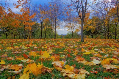 В лесу горит грибной сад. | Премиум Фото