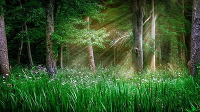 Грибной лес - 67 фото