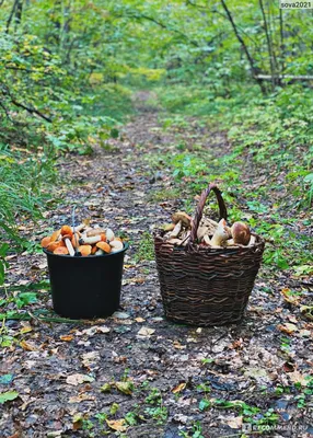 Фантастическая волшебная грибная поляна и божьи коровки в зачарованном  сказочном эльфийском лесу | Премиум Фото