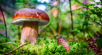 В лес да по грибы