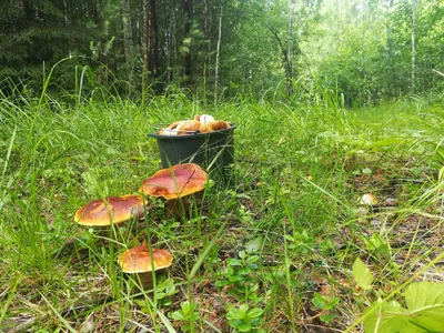 Как правильно искать грибы: советы опытного грибника - 16 июля 2022 - 72.ru