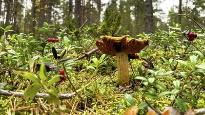 Другой мир, грибной лес, фиолетовые …» — создано в Шедевруме