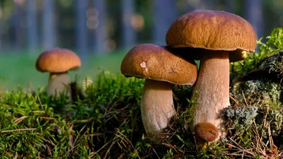 Фотография грибной лес Фантастика Фантастический мир