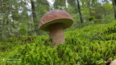 Советы эксперта-миколога: как собирать грибы правильно и куда за ними ехать