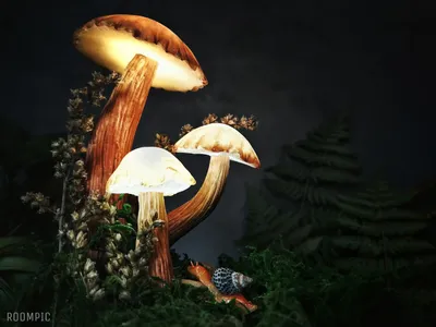 Красивые белые грибы в лесу (50 фото) - 50 фото