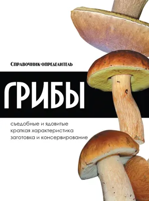 Тихая охота в Беларуси: где и когда можно собрать грибной урожай