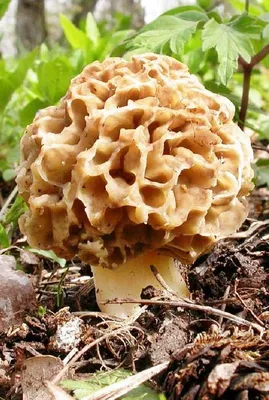 Топ 7 видов яда в грибах лесов Беларуси