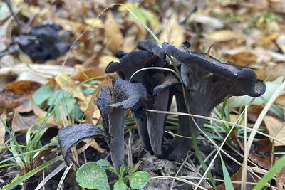 В лесу Барановичского района найден редкий съедобный гриб