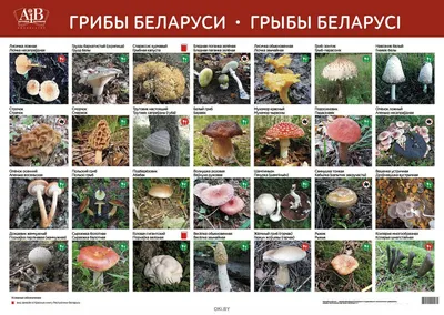 В Беларуси грибная лихорадка! Как не принести из леса ядовитый гриб? |  Новости Беларуси | euroradio.fm