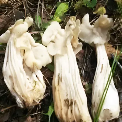 Самые грибные леса Беларуси