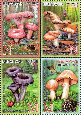 Съедобные грибы Беларуси | Татьяна Шиян | Дзен