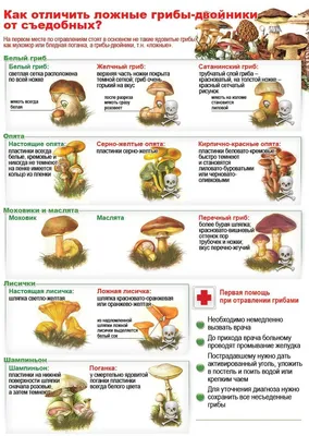 Съедобные грибы Беларуси | Татьяна Шиян | Дзен