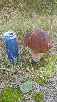Открываем таинственные грибы Беларуси: необычный грибной «цветок»