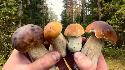 В Беларуси зафиксирован первый случай отравления грибами в 2022 году