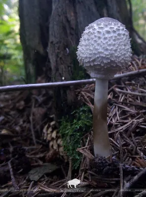 Проверили, есть ли съедобные грибы в лесах Беларуси 2022 и какие