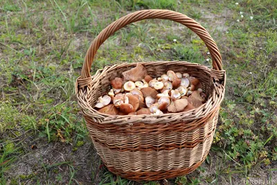 В МЧС Беларуси назвали грибы, которые накапливают больше всего радиации –  KAMENEC.BY инфопортал Каменецкого района
