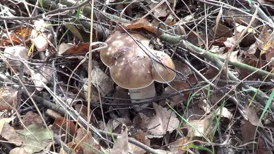 Какие грибы собирают в Беларуси несмотря на похолодание | Ганцавіцкі час