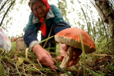 Какие грибы уже продают в Беларуси