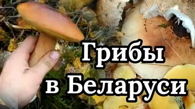 Растут ли в Беларуси зимой грибы? | Вопрос-ответ | АиФ Аргументы и факты в  Беларуси