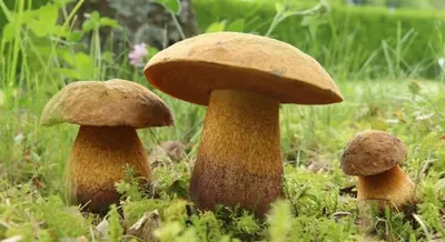 Как собирать грибы в Беларуси. Часть 4 - YouTube