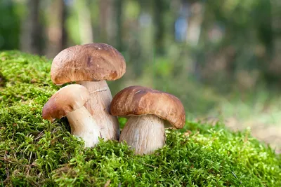 В Беларуси находят грибы во время оттепели в декабре - Першы Пінскі