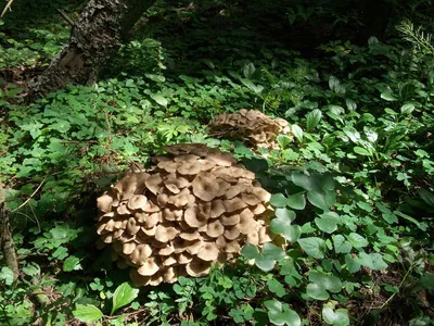 В Беларуси собирают маслята, а также строчки и сморчки