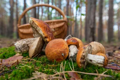 В Беларуси в 2020 году грибной сезон начался уже в мае: грибов полно в  лесах, парках... Даже в песочницах! - KP.RU