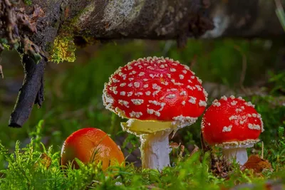 Что нужно знать о грибах