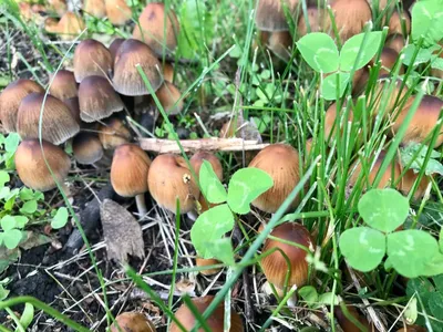 Из-за обильных дождей грибной сезон в Губкине начался в мае