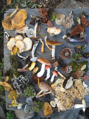 Съедобные грибы Белгородской области (много фото) - treepics.ru