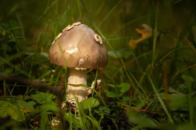 Ядовитые грибы Белгородской области - фото и картинки: 70 штук