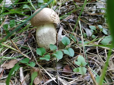 Белгородские съедобные грибы - 65 фото