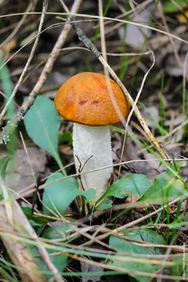 За полгода грибами в Белгородской области отравились пять человек