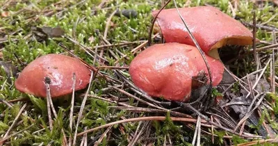 В Белгородской области в мае начался грибной сезон?