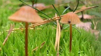Тюменцы находят огромные грибы в лесах: фото - 3 сентября 2023 - 72.ru